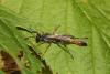 Ammophila heydeni